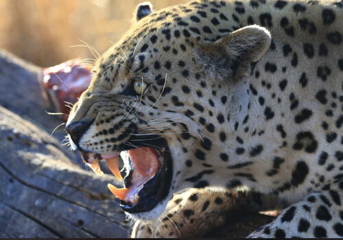 Ithaba our Leopard. Very impressive.